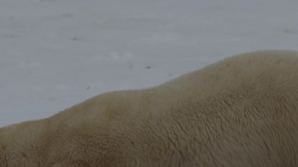 Wall Mural - Slow motion - close on polar bears wrestle and bite on kelp bed of icy beach