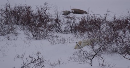 Wall Mural - Polar bear snoozes in snow bed in willows