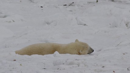 Wall Mural - Slow motion - polar bear slides like otter over sea ice and rolls