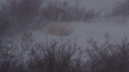 Wall Mural - Polar bear in blizzard being covered in its bed