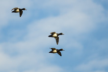 Three Ring-Necked Ducks Flying In A Blue Sky