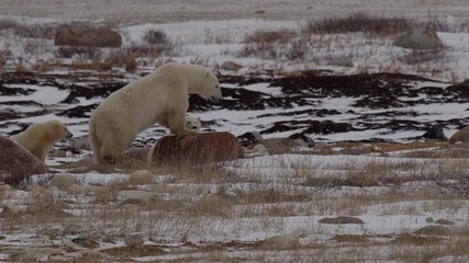 Wall Mural - Mother polar bear steps down from rock and cute cub climbs on in snow