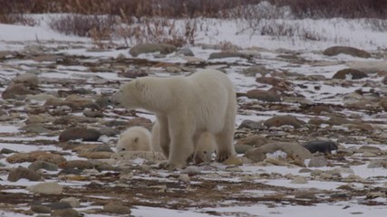 Wall Mural - Slow motion - mother polar bear leads cubs wearily away from threat