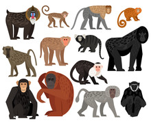 Big Collection Of Different Cute Monkeys