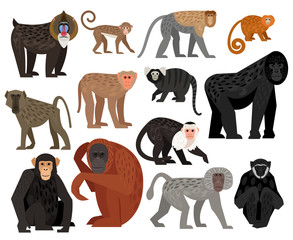 Wall Mural - big collection of different cute monkeys