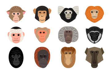 Wall Mural - big set of different monkey heads