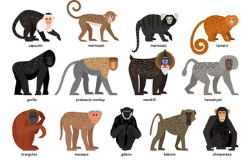 big set of different monkeys