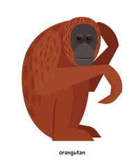 Wall Mural - brown funny orangutan - very large ape
