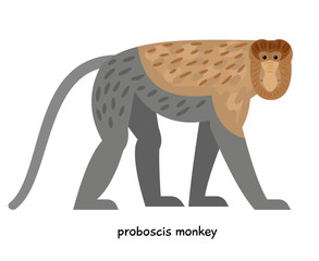 Wall Mural - proboscis monkey - serious, long-legged interesting color