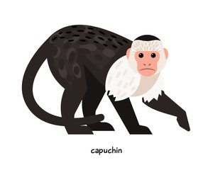 Wall Mural - capuchin - the most popular of all the monkeys, available for home keeping