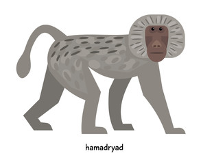 Wall Mural - hamadryad - big monkey genus baboons
