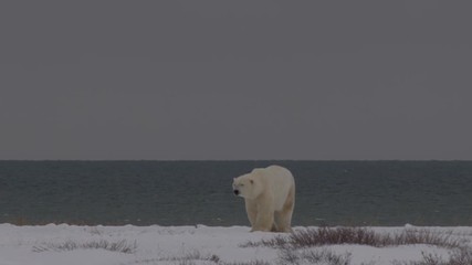 Wall Mural - Polar bear walks away from stormy seas on coast in slow motion
