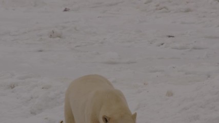 Wall Mural - Polar bear climbs over snow bank towards camera