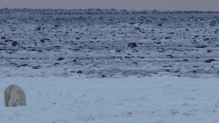Wall Mural - Polar bear walks in sea ice on bleak rocky coast at dawn