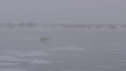 Wall Mural - Blizzard blows hard agains lone polar bear on ice
