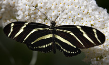 Zebra Longwing Butterfly On White Flower