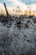 © Björn Kristersson - Frysta grässtrån med rimfrost vid ett kalhygge
