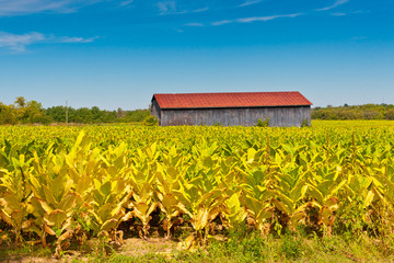 Wall Mural - Country landscape with barn and tobacco plants field.