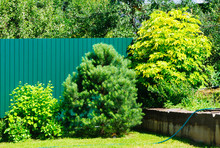 Living Fence Green Fence