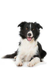 Wall Mural - Border Collie