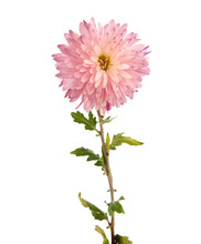 Pink Chrysanthemum Flower On A Long Stem On A White Background Is Insulated