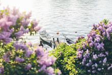 Sweden, Blekinge, Karlskrona, Bjorkholmen, Purple Bushes And Boats By Dock
