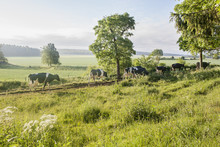 Sweden, Uppland, Grillby, Lindsunda, Cows (Bos Taurus) Walking In Grassy Path