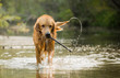 © Morgan Schulte - river golden