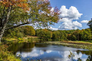 Autumn by the pond