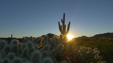 Golden Sunrise Sun Shining Through Cactus Thorns In Arizona Desert
