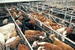 © robertharding - Breeding grazing feed lot, final fattening, resold at each stage, cattle auction, Texas