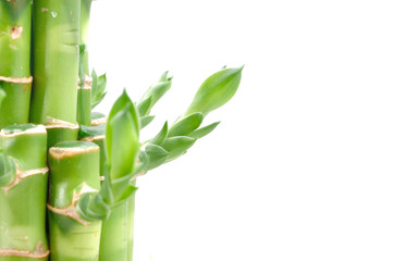  A lucky bamboo plant on a white background
