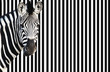 Zebra on striped background looking at camera