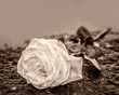 eine auf gefrohrenem Untergrund auf einem Stein niedergelegte Rose  zum Ausdruck der Trauer und des Gedenkens mit genügend Textfreiraum 