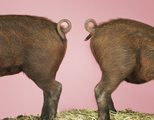 Side View Of Rear End Of Two Pigs Against Pink Background