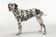 Side View Of Dalmatian Standing Against Gray Background