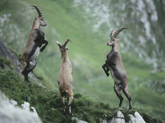 Wall Mural - Three rearing alpine ibexes