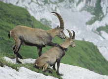 Couple Of Alpine Ibexes