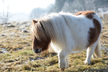 little big man, cute mini pony walking over snowy landscape