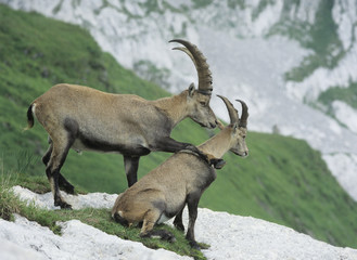 Wall Mural - Couple of alpine ibexes