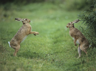 Wall Mural - Two aggressive hares