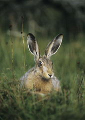 Wall Mural - Hare sitting on grass
