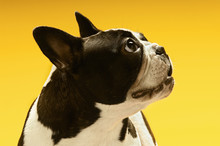 Curious French Bulldog Looking Away On Yellow Background