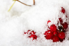 Bright Red Berries Covered In White Snow