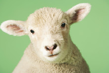 Closeup Portrait Of A Cute Lamb Against Green Background