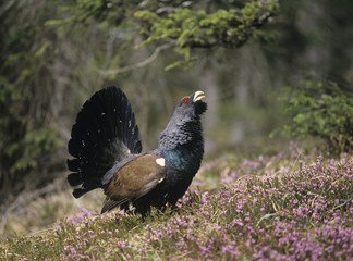 Wall Mural - Male capercaillie standing on heather side view