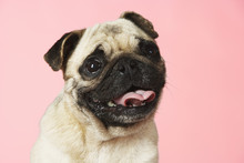Closeup Portrait Of A Cute Pug Against Pink Background