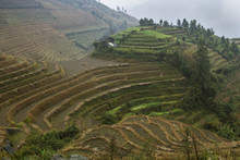 Rice Terraces, Longji, Guangxi, China