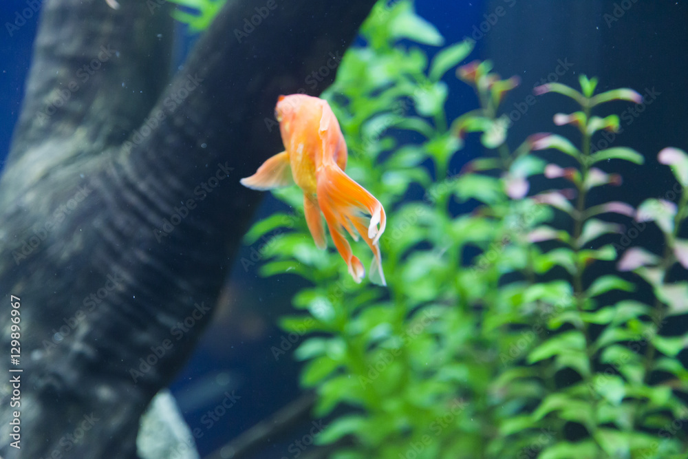 Image showcasing Small fishes in an aquarium Stock Photo | Adobe Stock