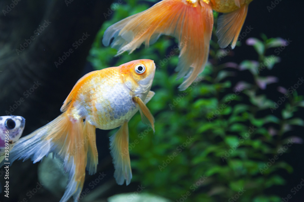 Small fishes in an aquarium Stock Photo | Adobe Stock - Smallfish Aquarium For Smallspace
